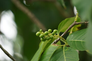 Antidema thwaitesianum (Also called Buah Buni) on the tree. Antidema have 101 accepted species in the genus