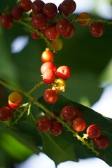 Antidema thwaitesianum (Also called Buah Buni) on the tree. Antidema have 101 accepted species in the genus