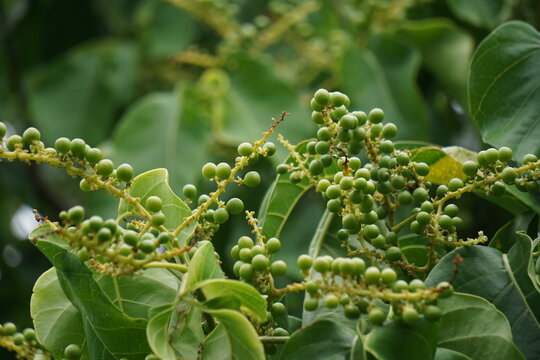 Antidema thwaitesianum (Also called Buah Buni) on the tree. Antidema have 101 accepted species in the genus
