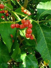 Antidema thwaitesianum (Also called Buah Buni) on the tree. Antidema have 101 accepted species in the genus