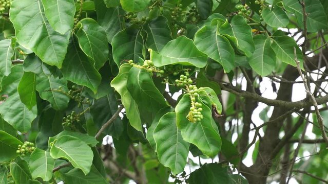 Antidema thwaitesianum (Also called Buah Buni) on the tree. Antidema have 101 accepted species in the genus