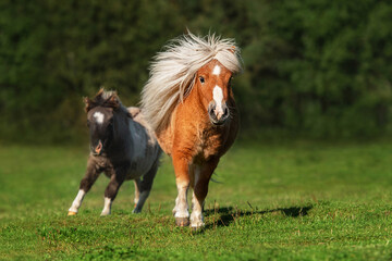 Miniature shetland breed ponies running in the field in summer