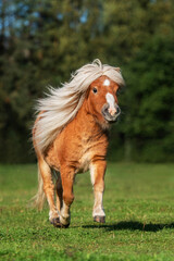 Beautiful miniature shetland breed pony stallion with long white mane running in the field in summer - 490808534