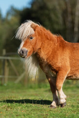 Miniature shetland breed pony stallion in summer
