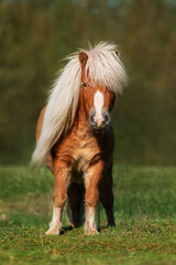Beautiful miniature shetland breed pony stallion with long white mane standing in the field 