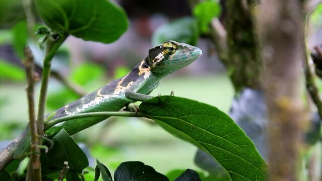Lizard sits on a leaf in the jungle of Costa Rica Video