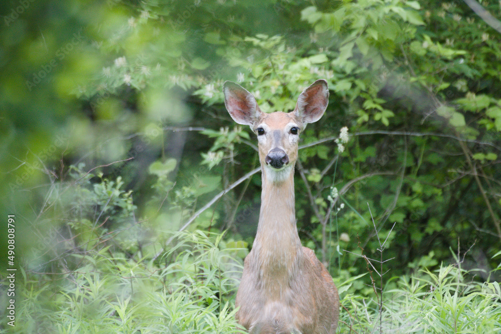 Poster Scenic view of a deer in the woods looking at the camera