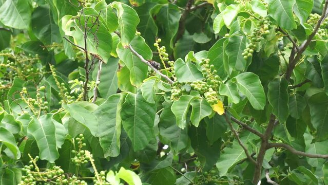Antidema thwaitesianum (Also called Buah Buni) on the tree. Antidema have 101 accepted species in the genus