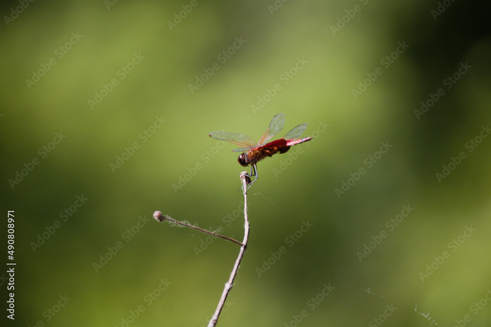 Poster Closeup shot of a red dragonfly on the plant against a green background on a sunny day