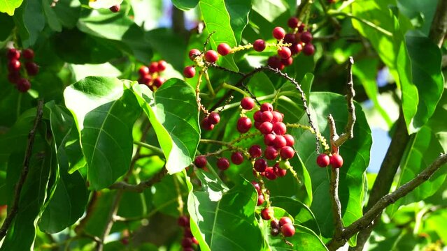 Antidema thwaitesianum (Also called Buah Buni) on the tree. Antidema have 101 accepted species in the genus