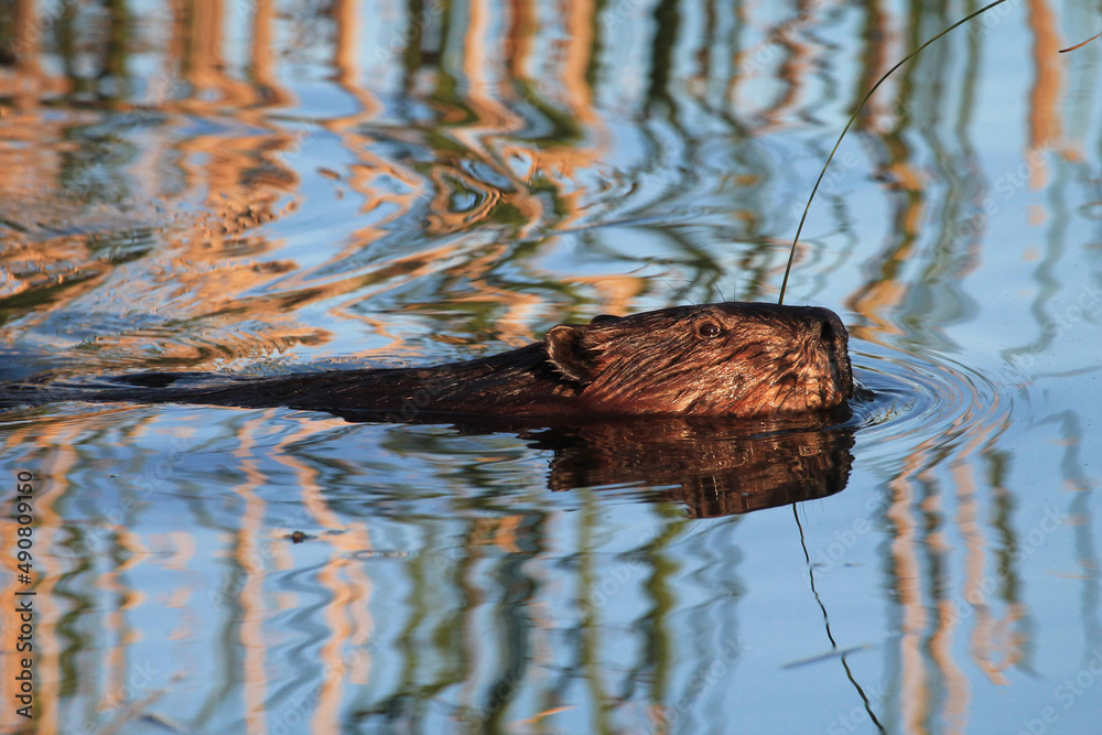 Sticker selective of a beaver swimming in a river