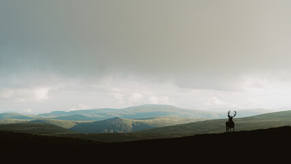 Silhouette of a male deer on the hills in Scotland