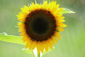 sunflower on a green background