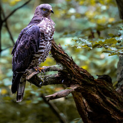 Close-up shot of a European honey buzzard perched on a tree twig on a blurred background
