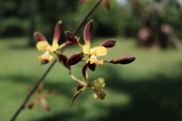 Fototapeta na wymiar purple and yellow orchid