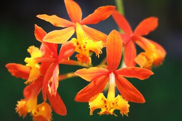 fire-star orchid close up