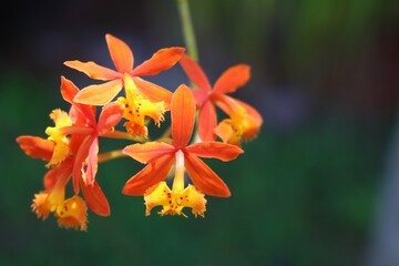 fire-star orchid