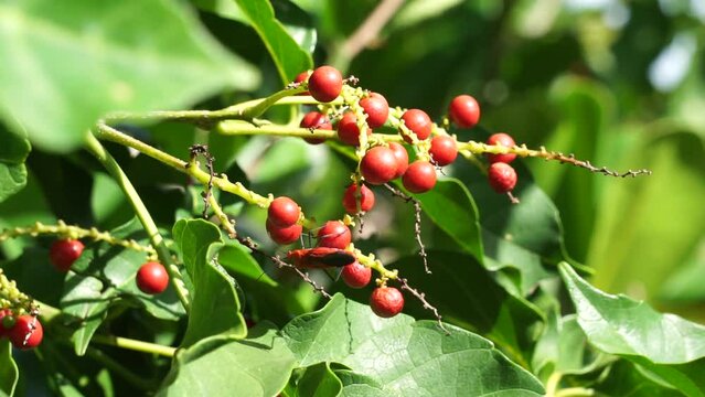 Antidema thwaitesianum (Also called Buah Buni) on the tree. Antidema have 101 accepted species in the genus