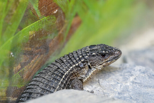 Closeup of a Sudan plated lizard