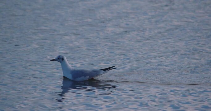 Seagull swimming propelling through calm water slow motion