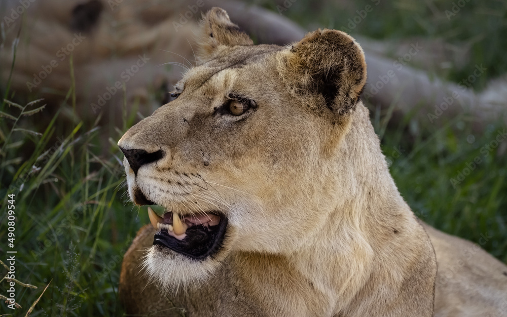 Poster closeup shot of lioness is startled by a noise in the forest