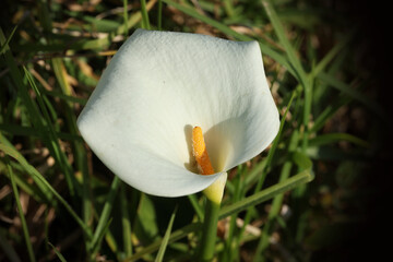 Closeup of a white arum lily flower