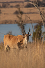 Common Eland, Pilanesberg National Park