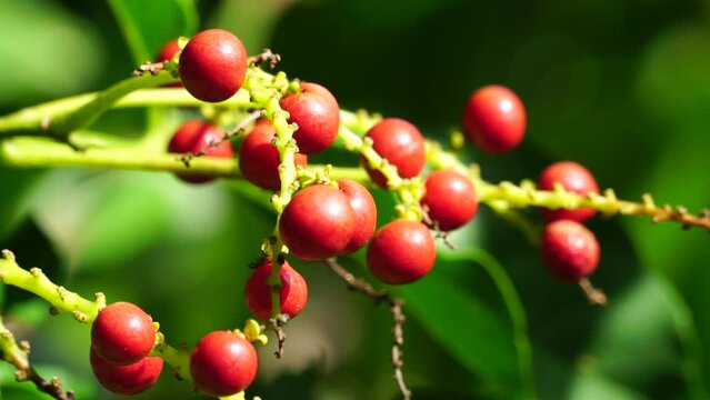 Antidema thwaitesianum (Also called Buah Buni) on the tree. Antidema have 101 accepted species in the genus