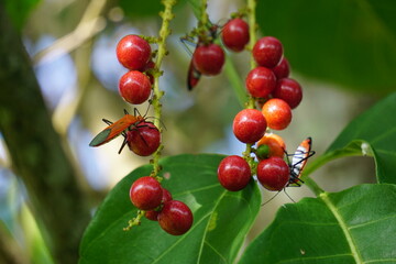 Antidema thwaitesianum (Also called Buah Buni) on the tree. Antidema have 101 accepted species in the genus