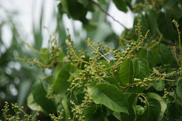 Antidema thwaitesianum (Also called Buah Buni) on the tree. Antidema have 101 accepted species in the genus