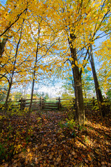 autumn in the forest