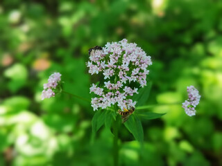 Close-up shot of a Valerian flower