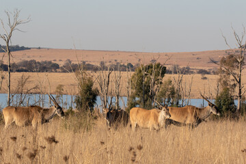 Naklejka premium Common Eland, Pilanesberg National Park