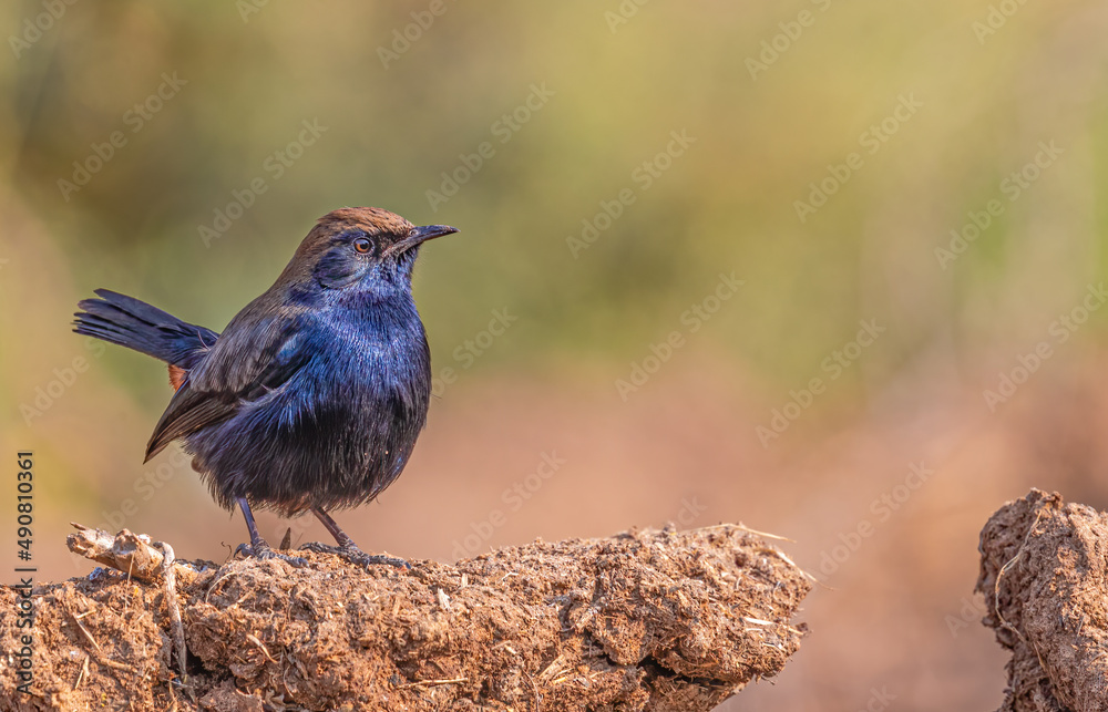 Wall mural Closeup of an Indian Robin sitting on a sand doom