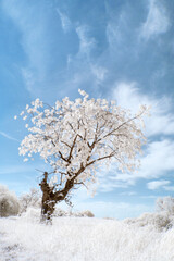 Vertikaler Schuss eines Baums in einem schneebedeckten Feld