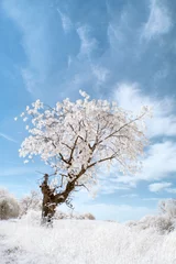 Fotobehang Blauw Verticale opname van een boom in een besneeuwd veld