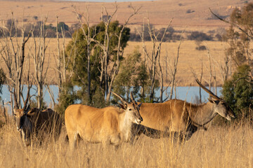 Common Eland, Pilanesberg National Park