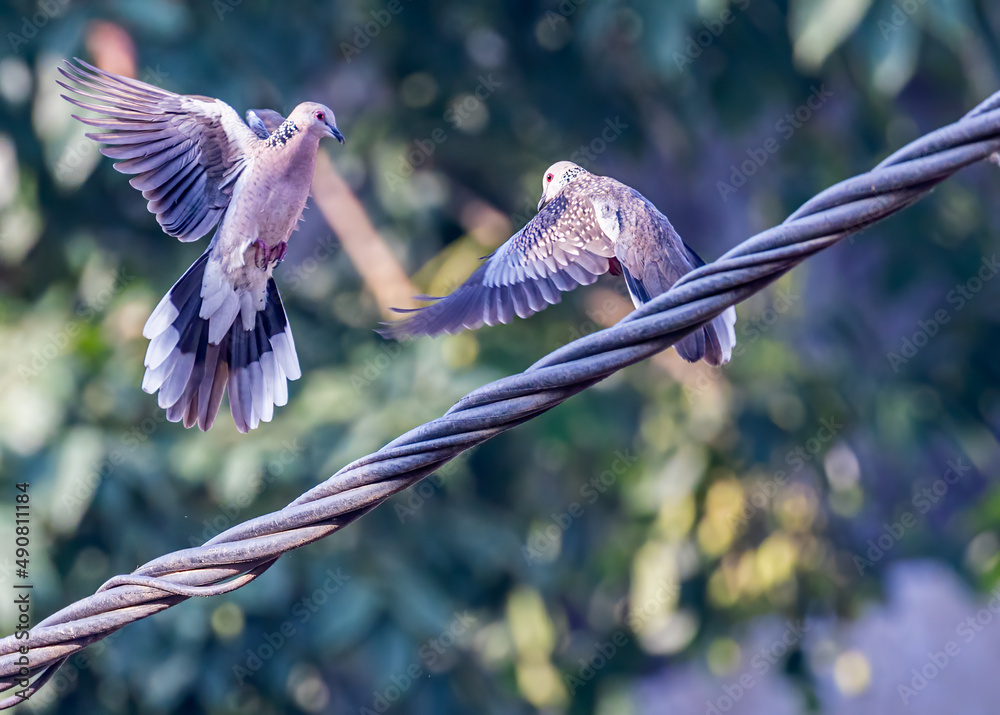 Sticker Pair of spotted Dove in fight