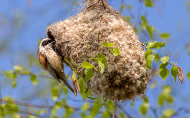 Low angle closeup of a small bird looking through a hole on a wool coil hanging on a tree