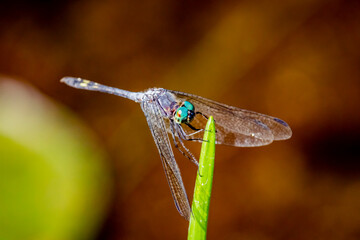 A libélula azul