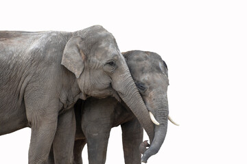 Elephant couple. The Asian elephant is the largest land mammal on the Asian continent. They inhabit...