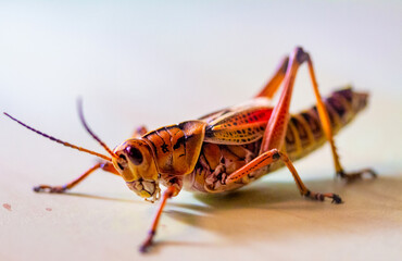 grasshopper on a white background
