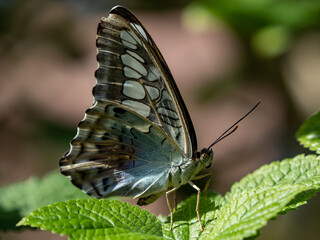butterfly on leaf