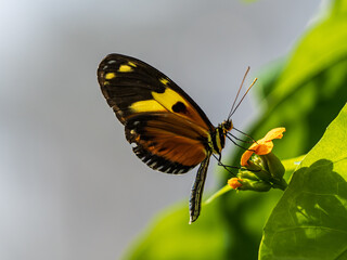 butterfly on a flower