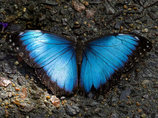 butterfly on a rock