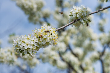 Cherry flowers branch