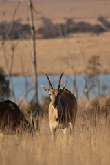 Common Eland, Pilanesberg National Park