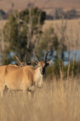 Common Eland, Pilanesberg National Park
