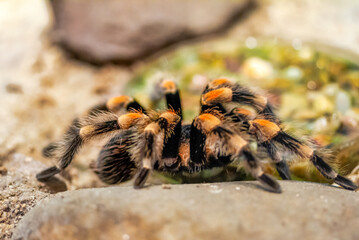 tarantula on the ground