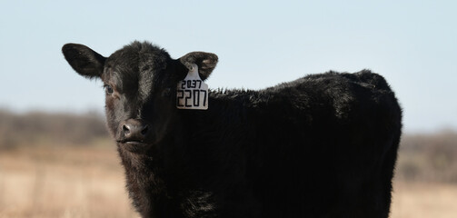 Black angus calf portrait close up on beef cow farm or ranch. - obrazy, fototapety, plakaty